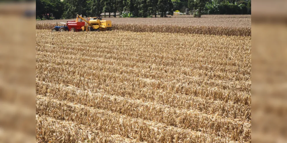 Na segunda safra de milho, a produção caiu em 1,6 milhão de toneladas com relação à estimativa inicial