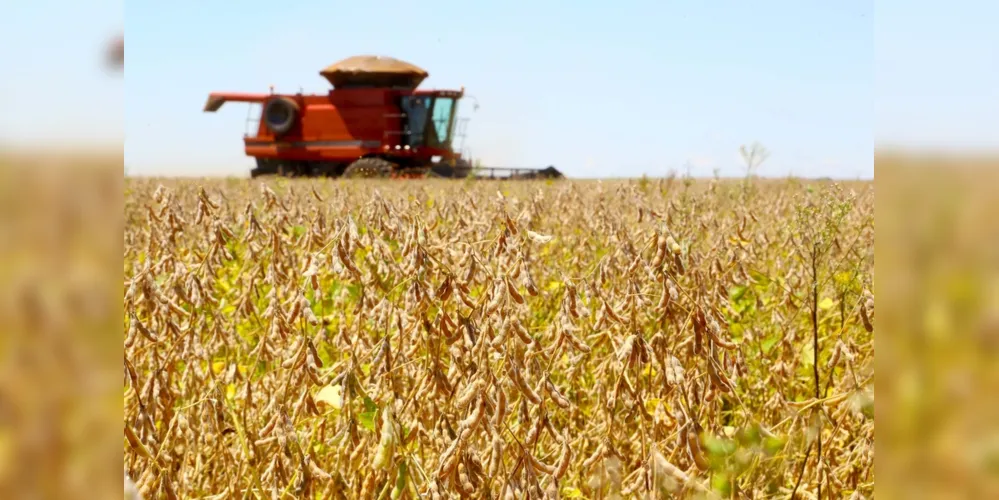 O trigo que vem sendo plantado agora no Paraná conta com boas perspectivas, tanto de preço, quanto de clima.