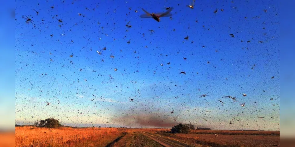 Nos últimos dias, milhões de gafanhotos invadiram cidades e fazendas de parte da Argentina, formando verdadeiras nuvens de insetos