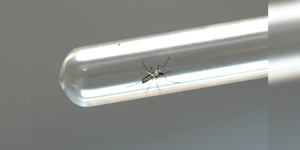 Com a chegada dos dias frios o mosquito transmissor da dengue diminui a circulação e assim a proliferação fica atenuada.