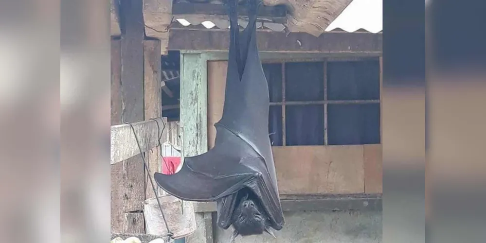 Morcegos da espécie Acedoron jubatus, também são conhecidos como raposas voadoras gigantes