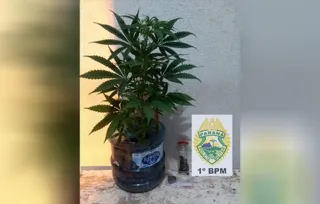 Além da porção da droga, policiais encontraram um pé de maconha plantado num vaso