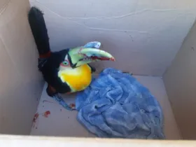Pássaro foi entregue ao Centro de Triagem de Animais Silvestres dos Campos Gerais 