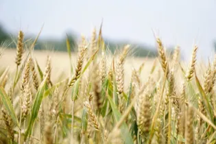 Paraná teve um reajuste positivo na área de trigo, antes estimada em 1,09 milhão de hectares, o que leva a estimativa de produção para 3,7 milhões de toneladas, 72% a mais que a safra 2018/2019. 
