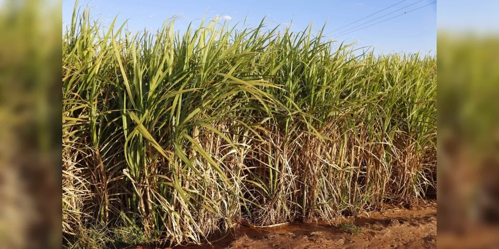 O Paraná tem cerca de 600 mil hectares de produção de cana-de-açúcar, a maioria à beira de estradas, e 21 usinas em atividade.