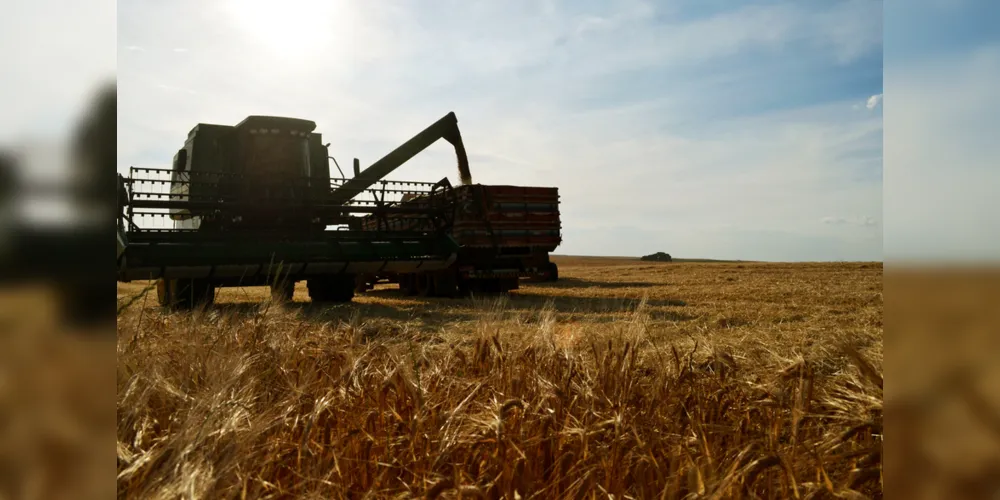 Com 20.755 hectares da gramínea cerealífera plantada, a produção de cevada na região dos Campos Gerais representou 30% do total colhido no Estado
