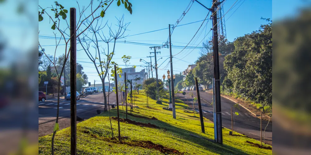 Cerca de 100 municípios já foram beneficiados, com o plantio médio de 11 mil árvores por ano, em ruas, avenidas e praças.