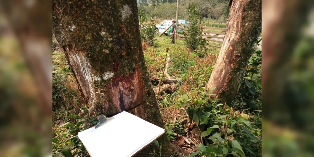 Em Rebouças, polciais flagraram destruição de vegetação nativa e perfuração de troncos