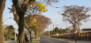 Corte de árvores fica proibido nas áreas públicas do município até o dia 10 de outubro