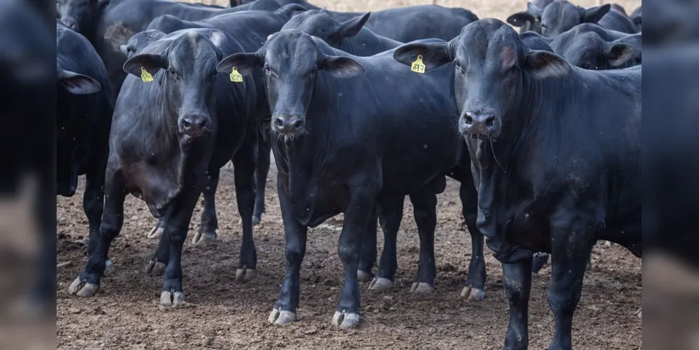 O rebanho bovino nacional cresceu 0,4% em 2019, depois de dois anos de retração.