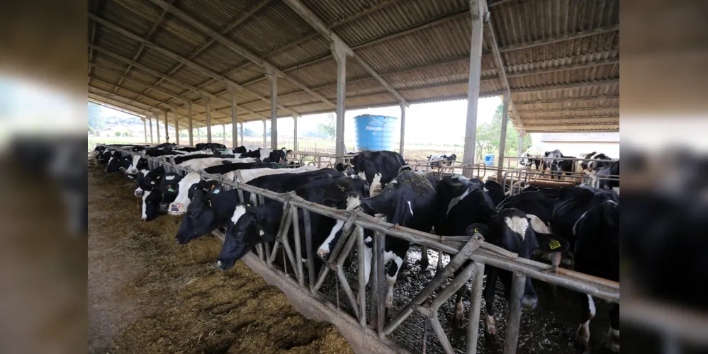 O município de Castro produziu 280 milhões de litros de leite em 2019, valor 43% superior ao segundo colocado, Patos de Minas
