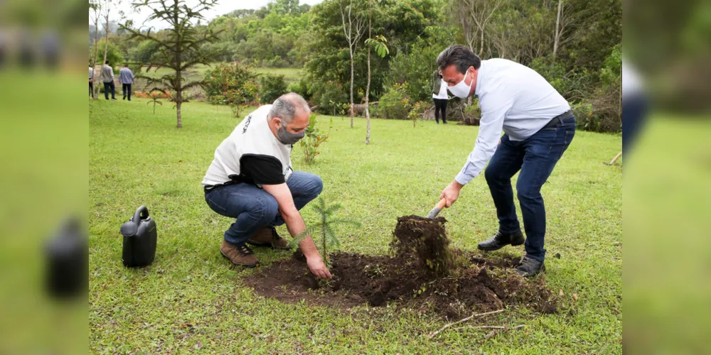 Iniciativa é do Governo do Estado e faz parte do programa Paraná mais Verde. Ponta Grossa receberá 4 mil mudas
