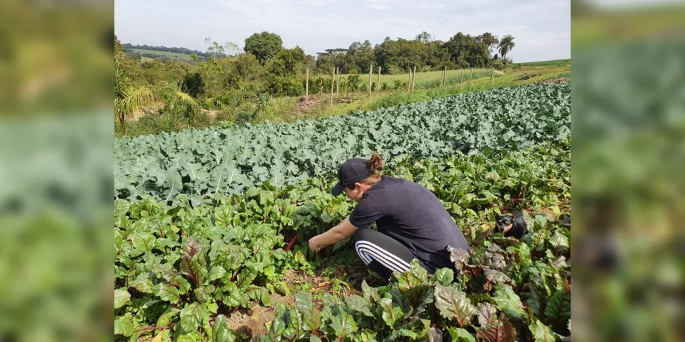 Com o cadastro, o agricultor local poderá fornecer hortifrútis ao Feira Verde no ano de 2021. Valor foi ampliado para R$ 20 mil