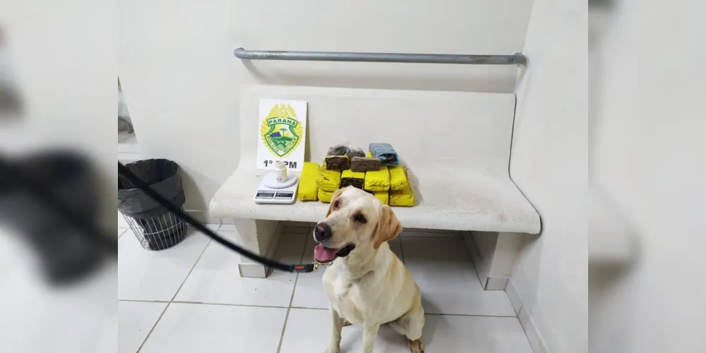 Cão de faro da PM ajudou a encontrar parte da droga em mata na frente de residência