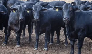 O rebanho bovino nacional cresceu 0,4% em 2019, depois de dois anos de retração.