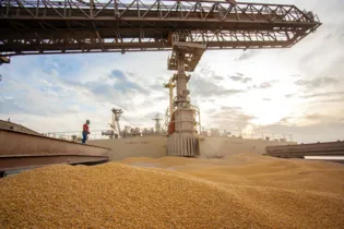 Imagem ilustrativa da imagem Governo zera tarifa de importação para soja e milho