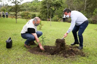 Iniciativa é do Governo do Estado e faz parte do programa Paraná mais Verde. Ponta Grossa receberá 4 mil mudas