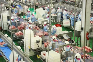 Média mensal de 3,3 mil toneladas de carnes industrializadas por 
mês na unidade instalada pela Unium no município de Castro