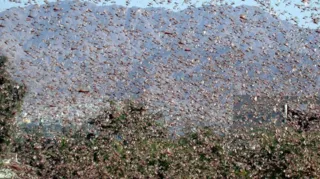 Governo argentino relatou a presença dos gafanhotos nas cidades de Campo Viera e Itacaruaré