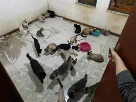 Casal já havia sido denunciado pelos moradores do Bairro Contorno, anteriormente, por manter gatos dentro de casa