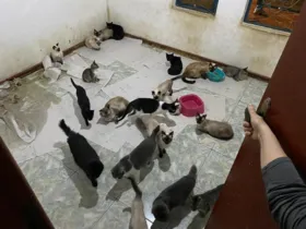 Fauna e SOS Bichos reforçam que apenas 28 gatos de 160 foram retirados da residência. Entidades alertam que não solicitaram doações ou realizam rifas para arrecadar dinheiro