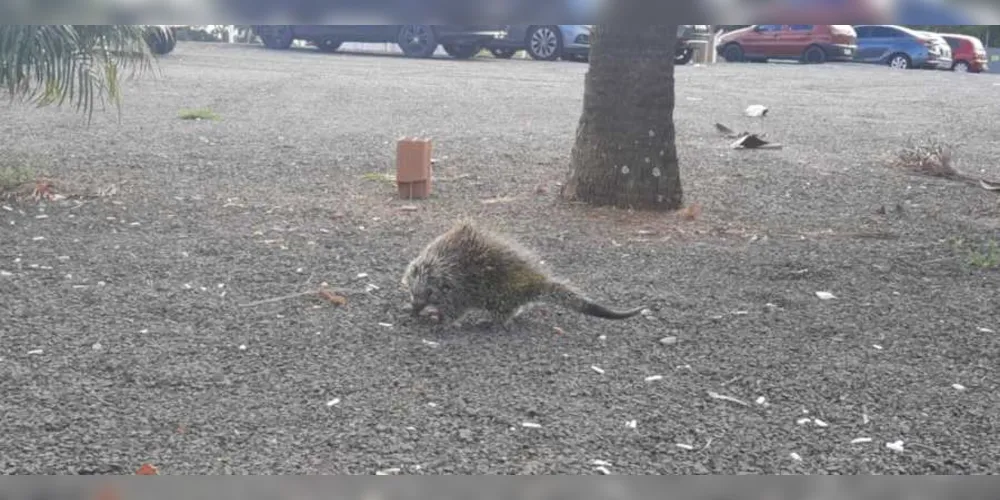 Animal estava no pátio do Centro Hospitalar São Camilo em Uvaranas