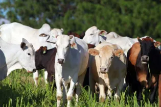 Em 2019, a produção de proteínas animais foi protagonista do Valor Bruto da Produção Agropecuária (VBP) do Paraná. 