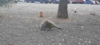 Animal estava no pátio do Centro Hospitalar São Camilo em Uvaranas