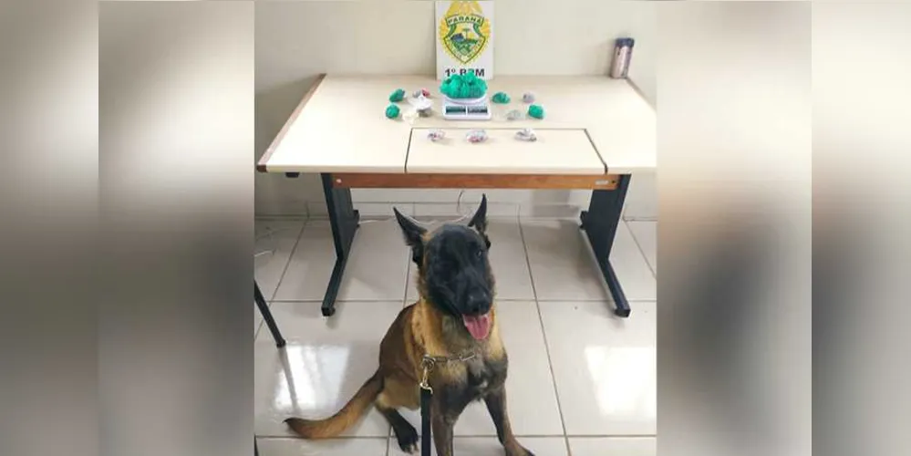 Cão de faro encontrou sacola com buchas de maconha e auxiliou na prisão de suspeito