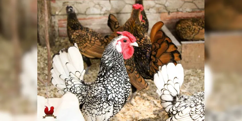 Imagem ilustrativa da imagem Acadêmico da UEPG cria galinhas ornamentais