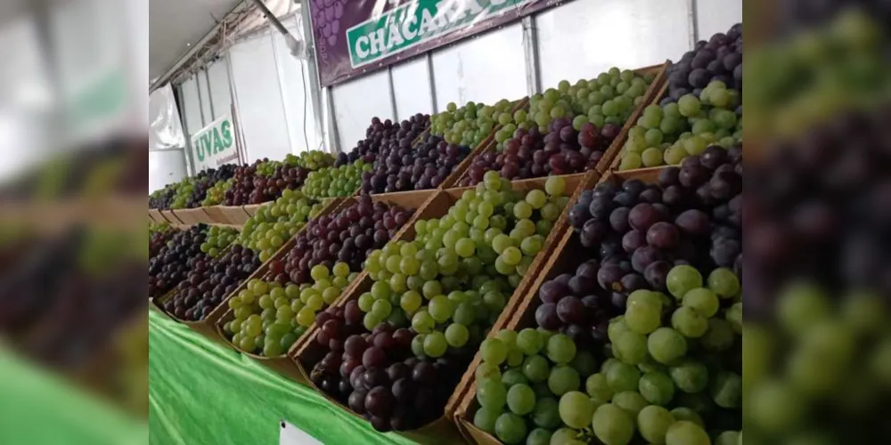 A expectativa de venda é de 40 toneladas de uva este ano, a R$ 8 o quilo da fruta. 