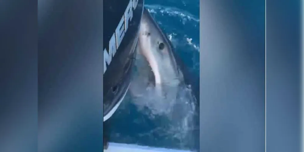 Imagem ilustrativa da imagem Tubarão branco curioso morde barco de pescadores na Flórida