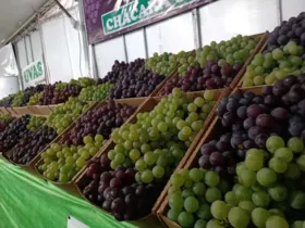 A expectativa de venda é de 40 toneladas de uva este ano, a R$ 8 o quilo da fruta. 