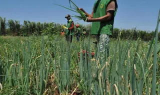 Imagem ilustrativa da imagem Ministério da Agricultura libera R$ 74 milhões em recursos