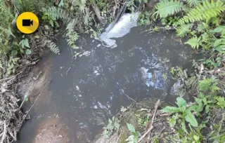 Imagem ilustrativa da imagem Contaminação em nascente de rio gera revolta em PG