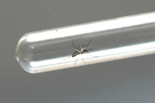 Imagem ilustrativa da imagem Ponta Grossa registra nove novos casos de dengue