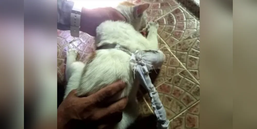 Gato interceptado com drogas no Panamá