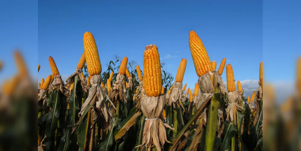 O milho teve um incremento de produção e em seus valores no decorrer do ano. Agricultura tem maior peso no VBP