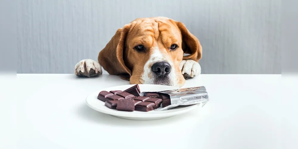 O consumo de chocolate por cães não é recomendado por profissionais veterinários.