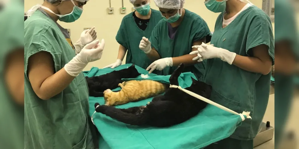 Centro veterinário suspendeu, por dois meses, as cirurgias eletivas nos animais que atende