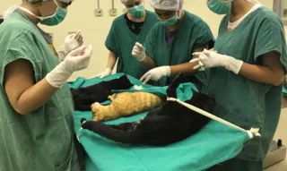 Centro veterinário suspendeu, por dois meses, as cirurgias eletivas nos animais que atende