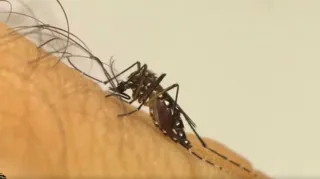 Imagem ilustrativa da imagem Dengue: entenda os métodos para se prevenir e as características da doença