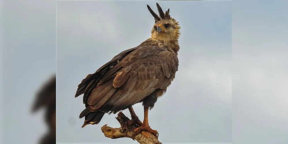 A águia-cinzenta pode pesar até 3 quilos quando adulta e atingir 85 centímetros