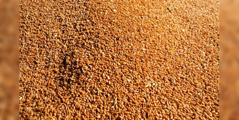 Produção de milho caiu em relação ao ano passado
