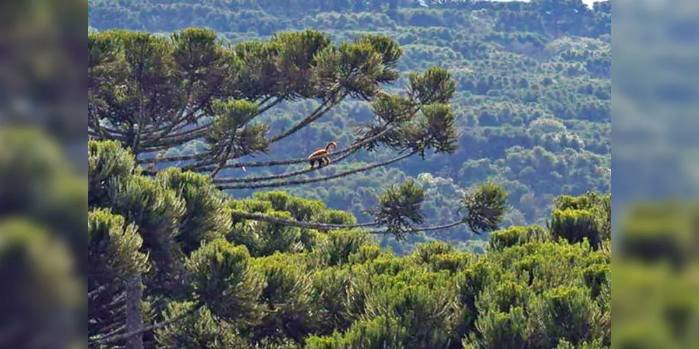 Programa de Parcerias de Investimentos (PPI) possibilita substituição das espécies exóticas por formações florestais compostas de espécies nativas