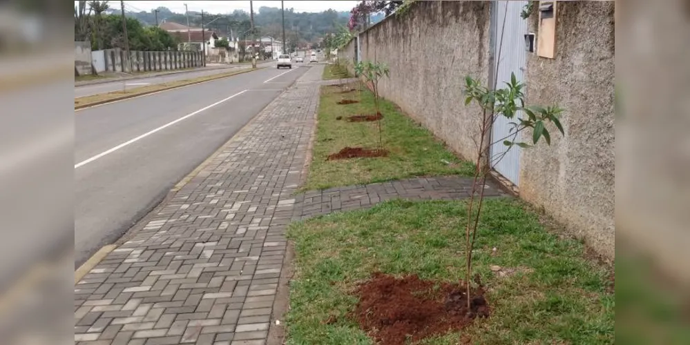 Equipes da prefeitura plantaram 54 mudas de árvores na rua Visconde de Guarapuava