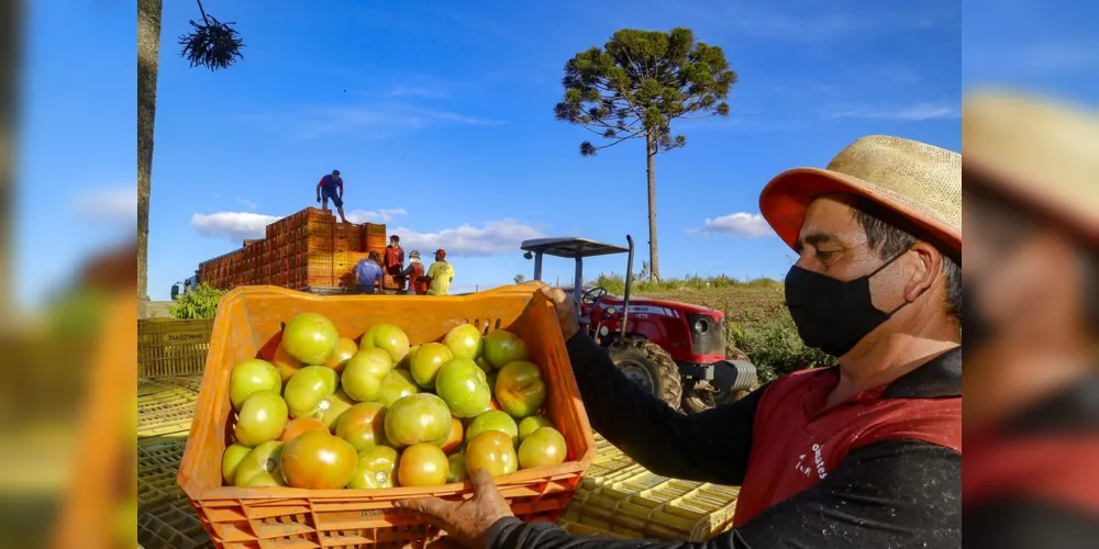 Com quase 200 mil pés plantados nas duas safras, eles ajudam a cidade dos Campos Gerais a consolidar o apelido informal de capital paranaense do tomate