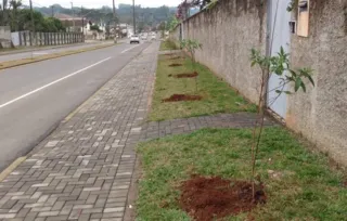 Equipes da prefeitura plantaram 54 mudas de árvores na rua Visconde de Guarapuava
