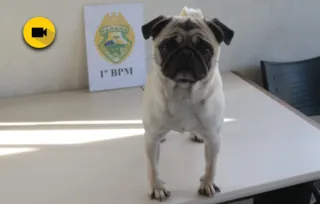 Imagem ilustrativa da imagem PM recupera cão roubado em PG; Vídeo mostra reencontro com dona