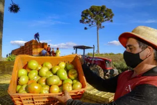 Com quase 200 mil pés plantados nas duas safras, eles ajudam a cidade dos Campos Gerais a consolidar o apelido informal de capital paranaense do tomate
